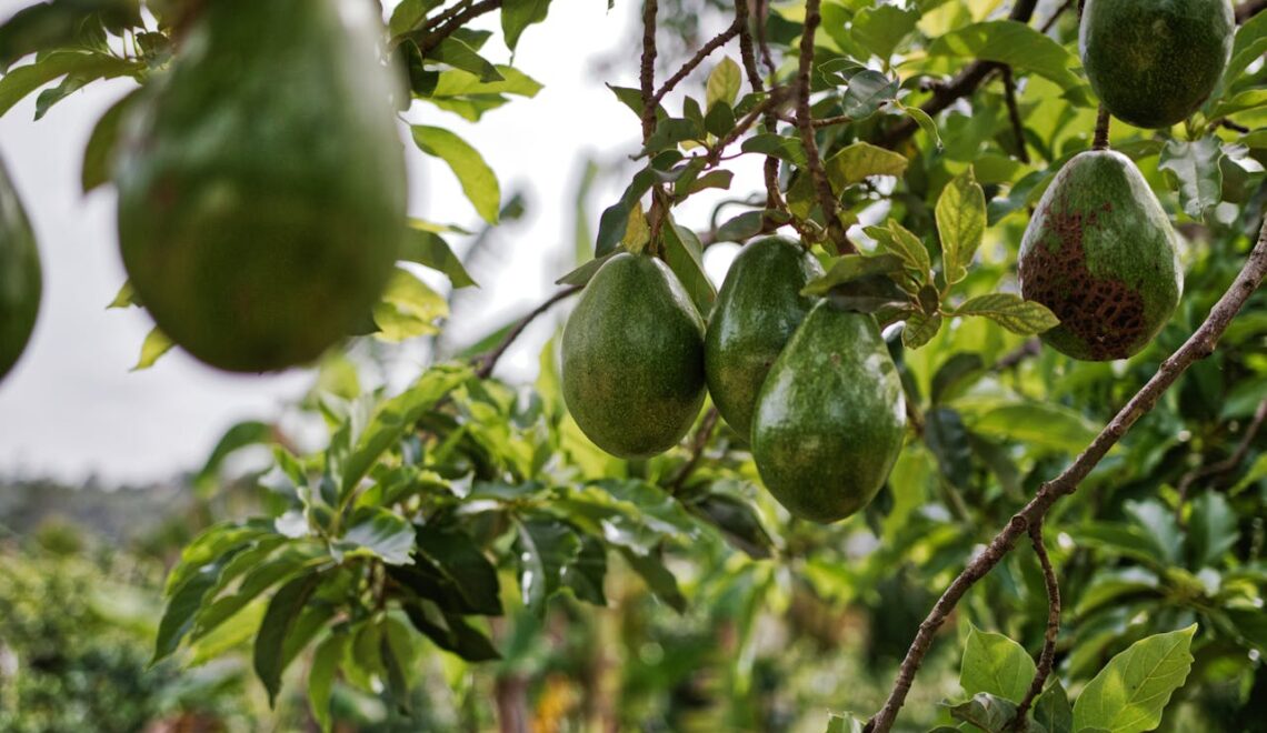 How to Plant an Avocado Seed